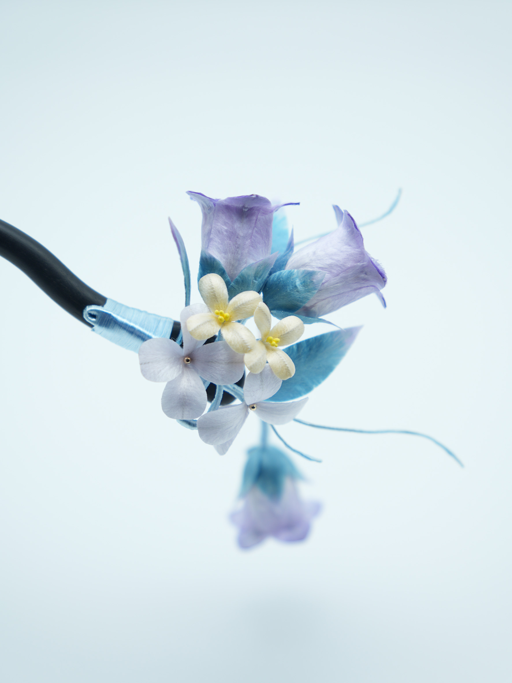 紫萝牵[喇叭花]